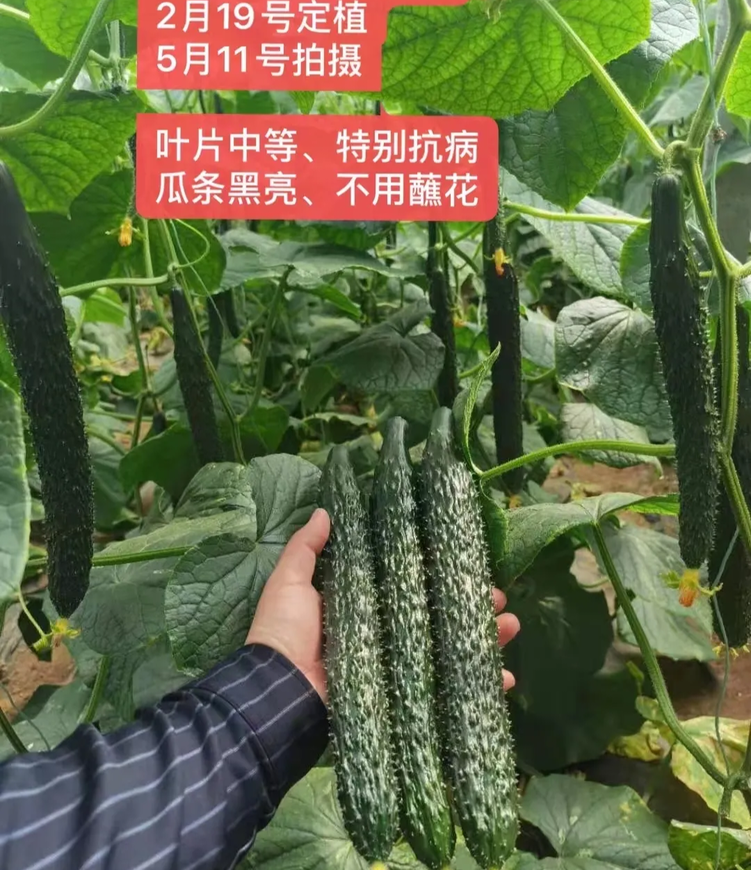 临沂黄瓜种子（系列）